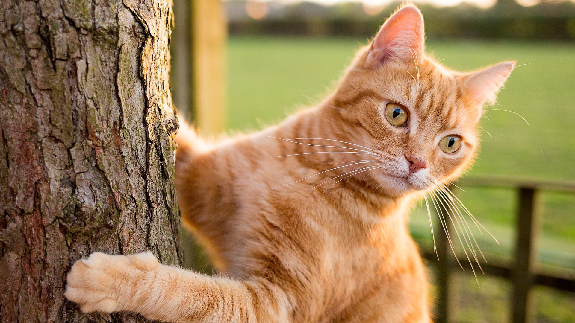 7 Expert Secrets on How to Transition an Indoor Cat to Outdoor Safely and Happily