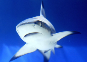 7 Expert Insights on How Do Sharks Communicate With Each Other: The Ultimate Guide to Underwater Signals