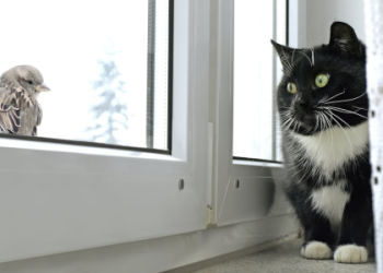 7 Expert Secrets on How to Transition an Indoor Cat to Outdoor Safely and Happily