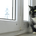 7 Expert Secrets on How to Transition an Indoor Cat to Outdoor Safely and Happily