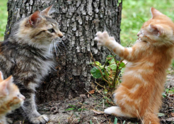 10 Expert Tips on How to Transition Indoor Cat to Outdoor Successfully